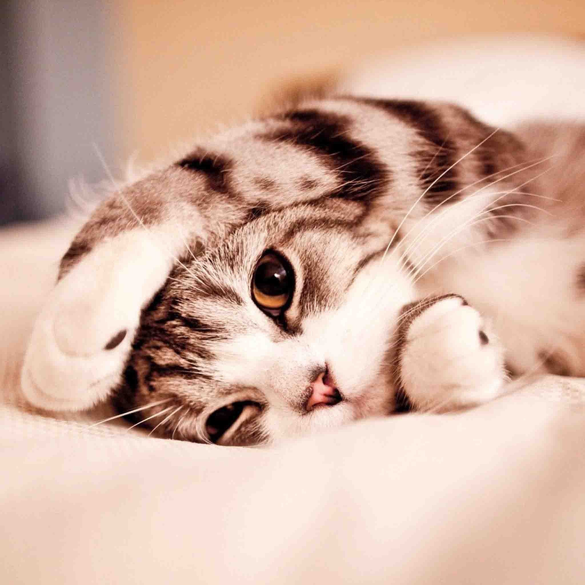 1580347118667097.jpg 動(dòng)物.jpg