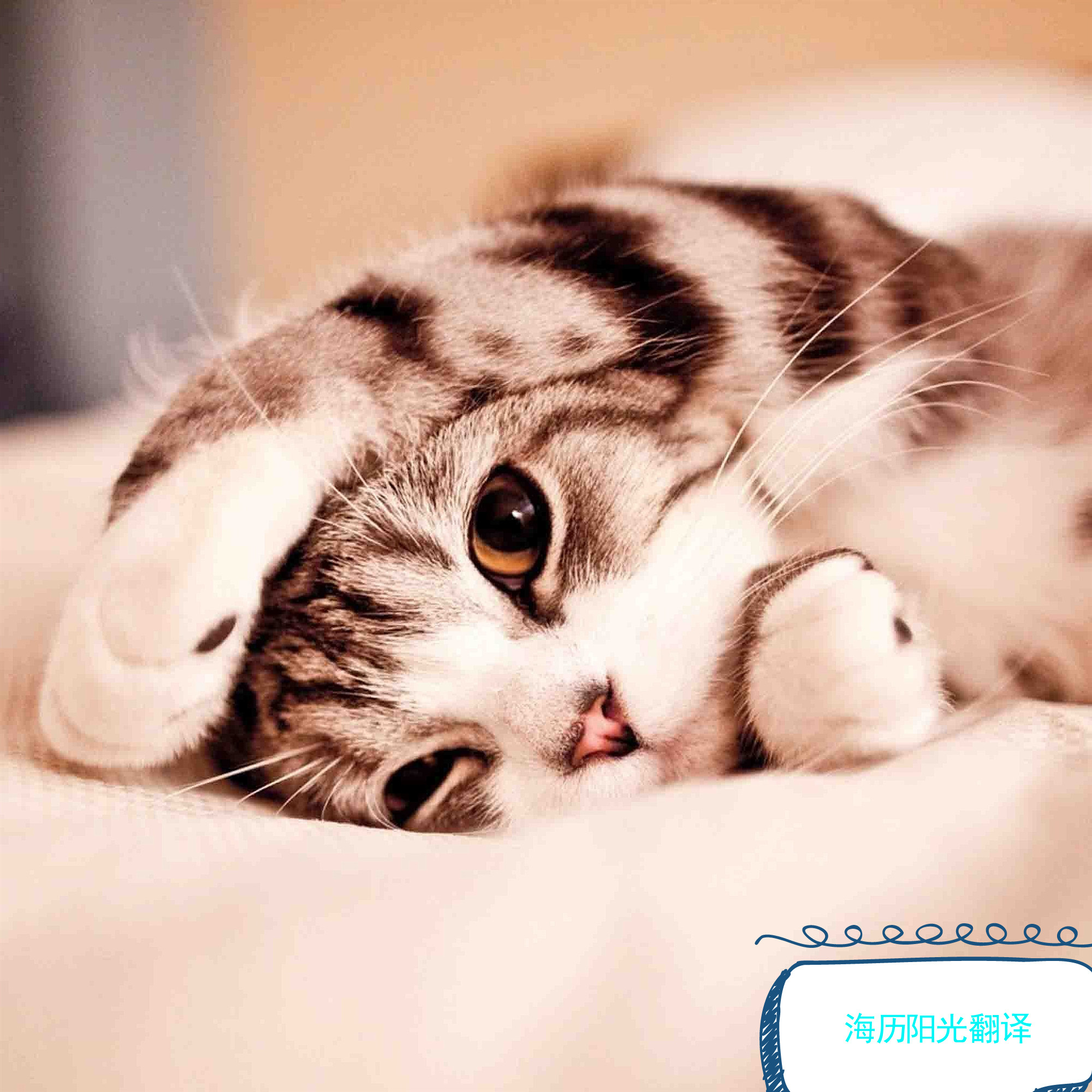 1675837589189983.jpg 動物.jpg